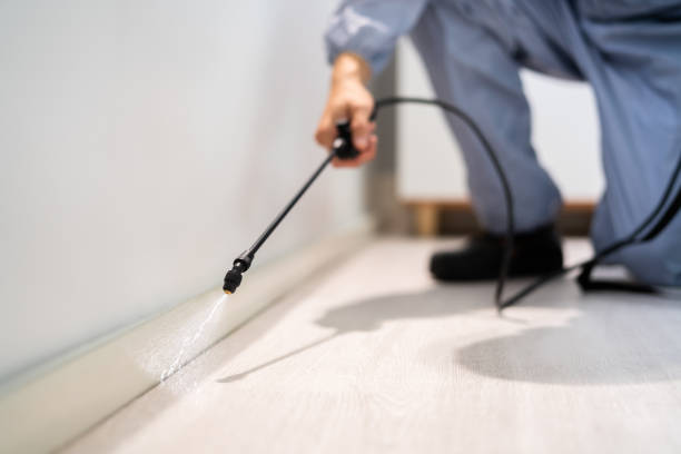 Licensed Wasp Removal service in Justin, TX - Show Me Pest Control